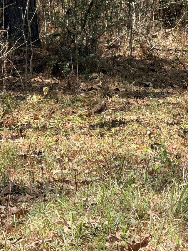 Young pines and heavy cover — quail country.