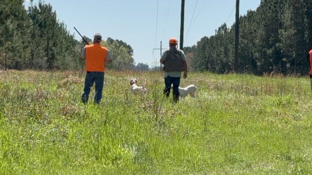 Two guns spread on the line as the dog works ahead.