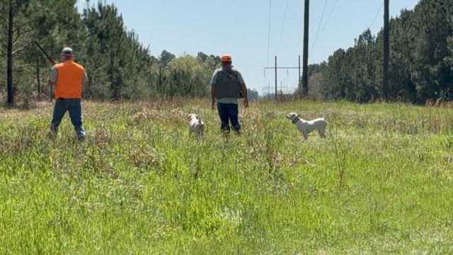 Moving with the dog through the field.