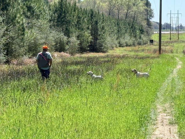 A single gun on the field edge.