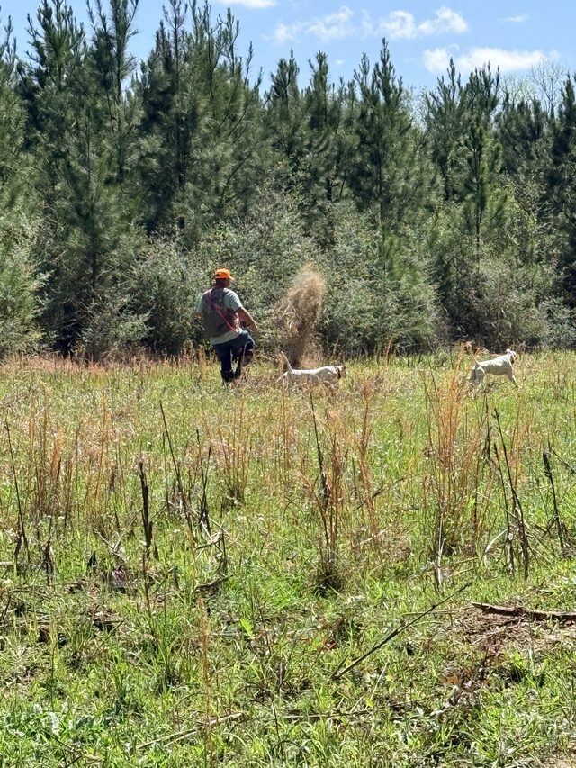 Handler and the dogs come together at a retrieve.