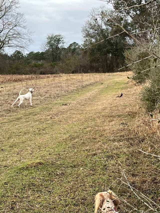 Pointer heading down the pine-line lane.