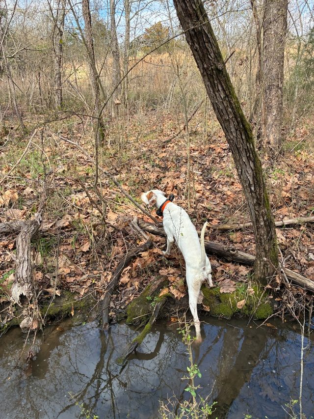 A pointer crosses a creek on a downed log.
