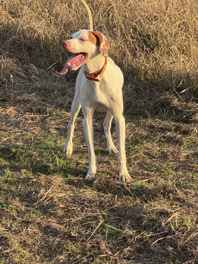 Pointer catching a breath between finds.