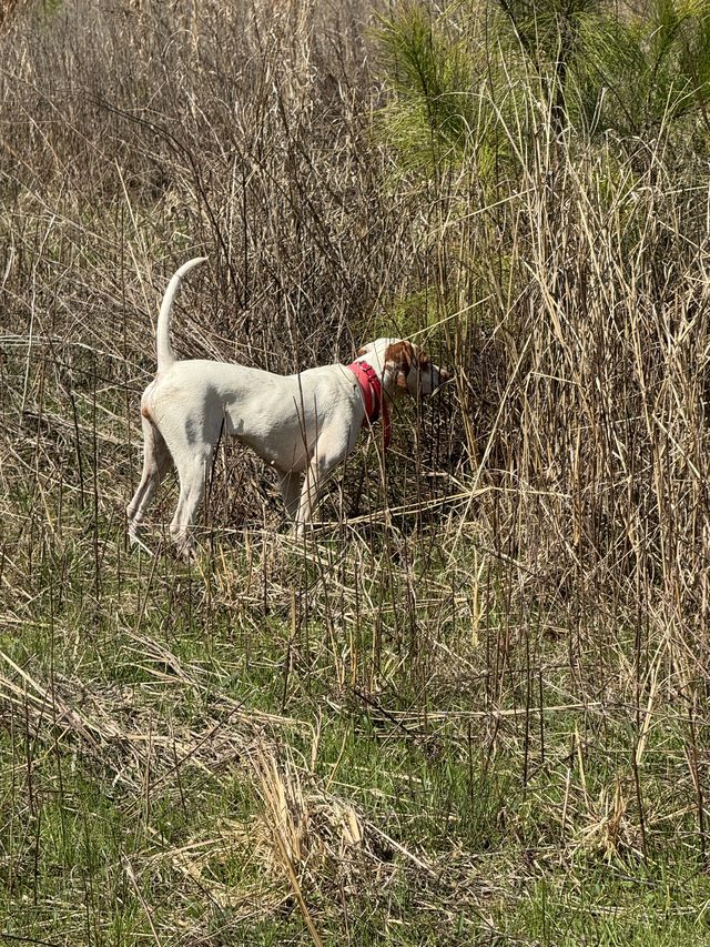 Pointer locked up in the broom sedge.