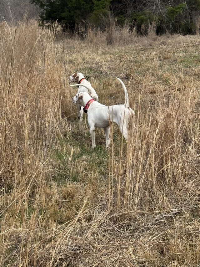 A brace on point — the back dog honoring.