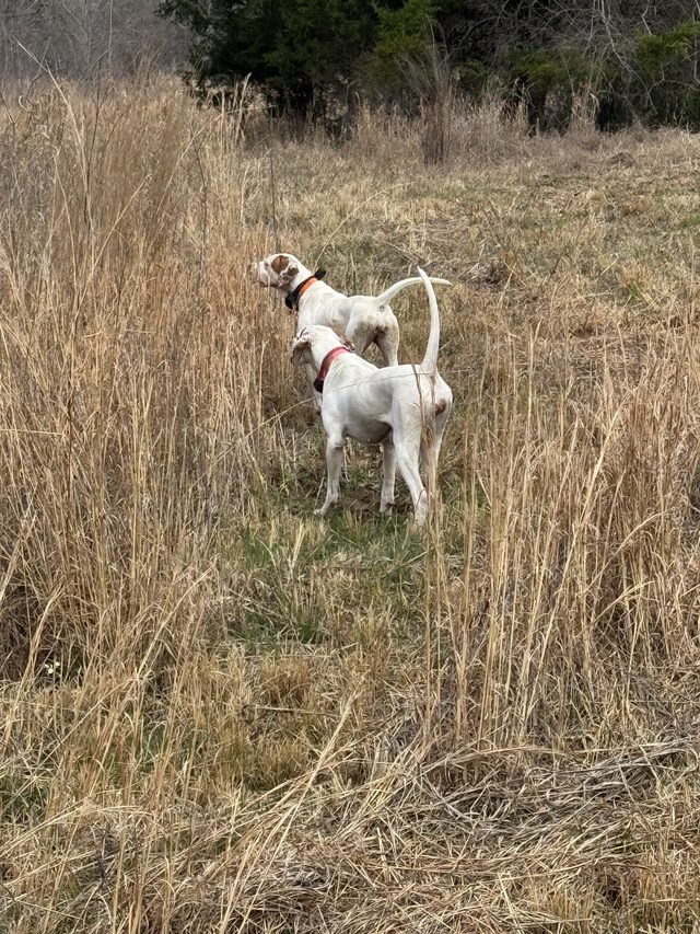 Stacked up on a find in the tall grass.
