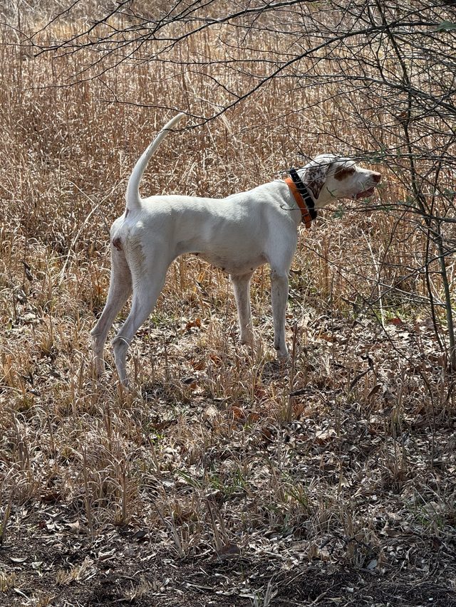 A steady English pointer — the dogs we run.