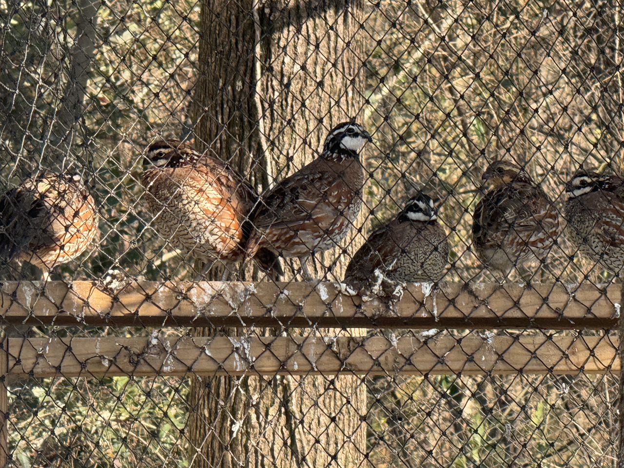 Bobwhite in the flight pen.