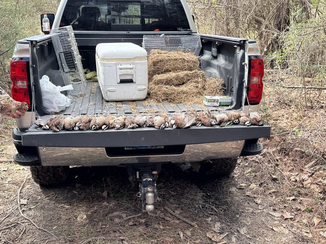 The morning's limit laid across the tailgate.