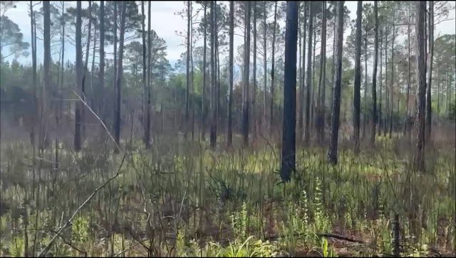 Pine cover at Deep Woods Preserve — our newly added second location.
