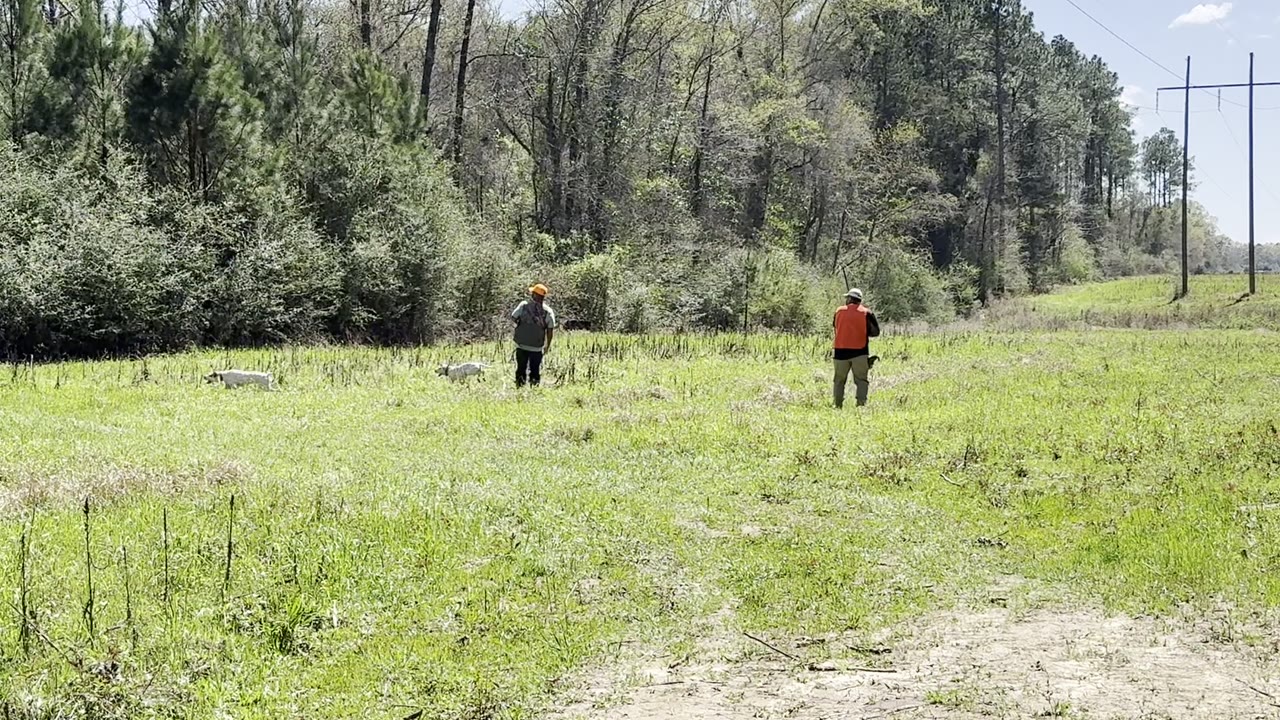 Guns spread across an open field.