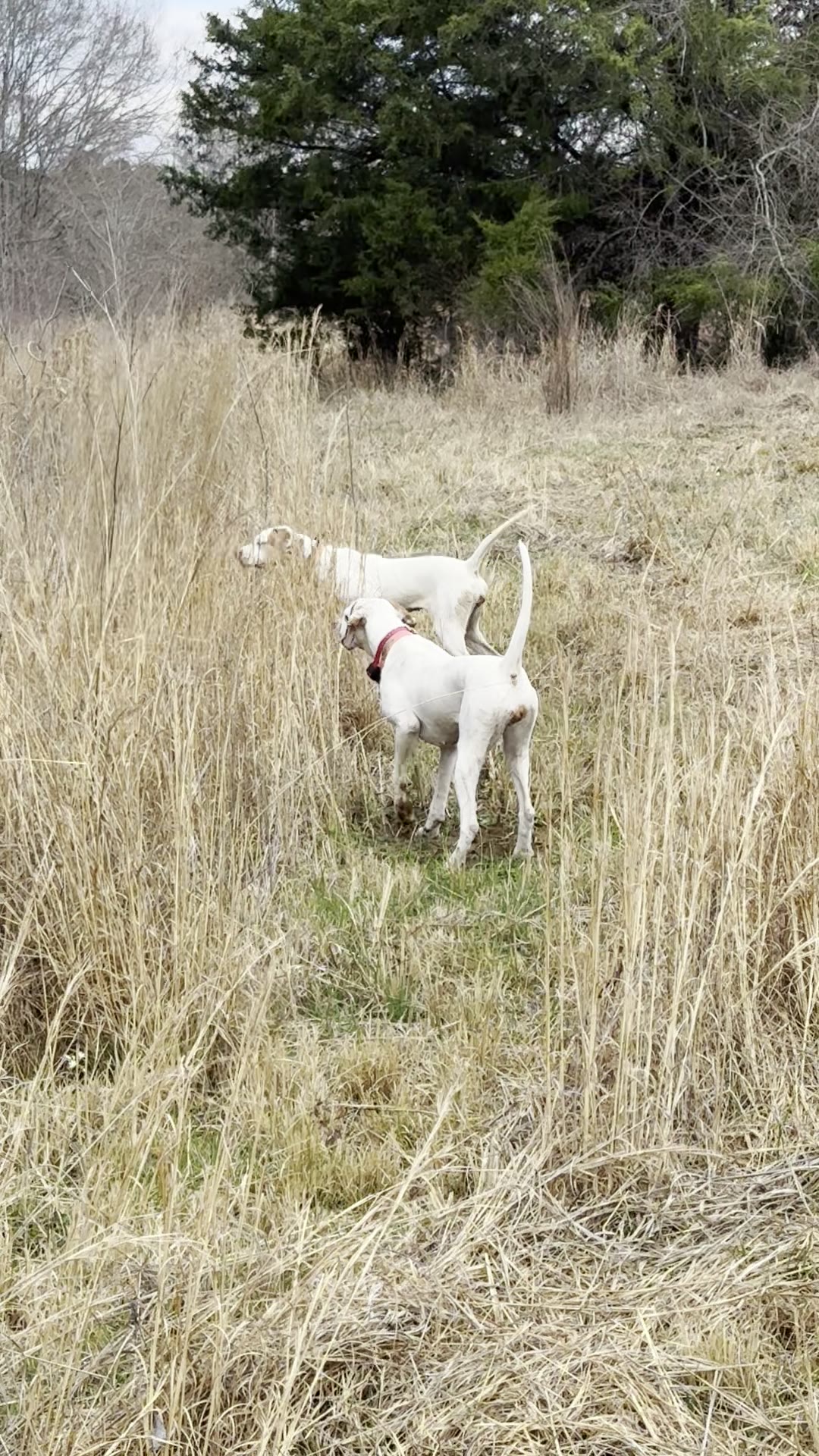 A dog pinned in the broom sedge.